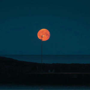 国外枪击生殖器视频
